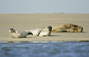 phoques-baie-de-somme