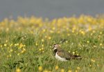 marais-hable-ault-oiseau